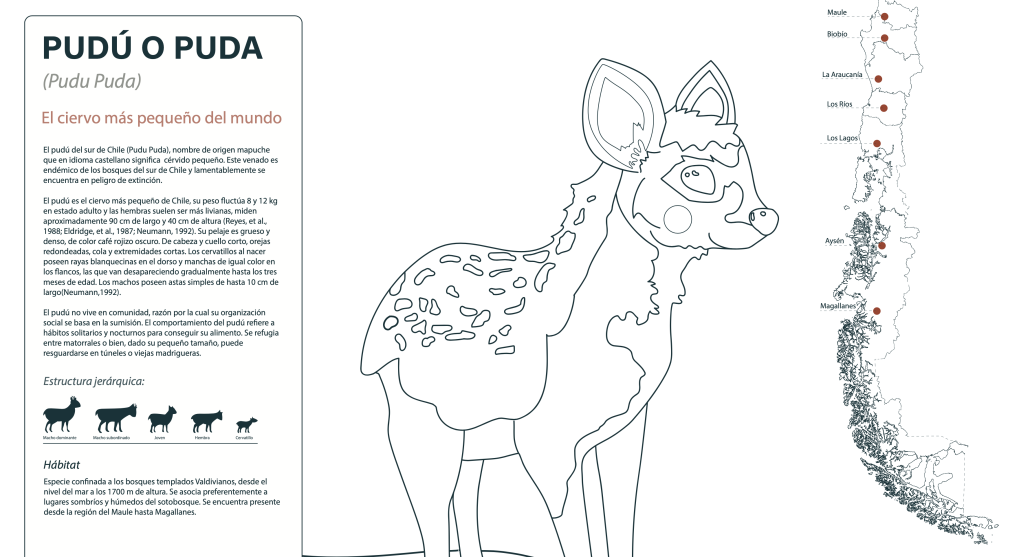 Lámina para colorear: Pudú